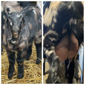 Anglonubian buck for sale